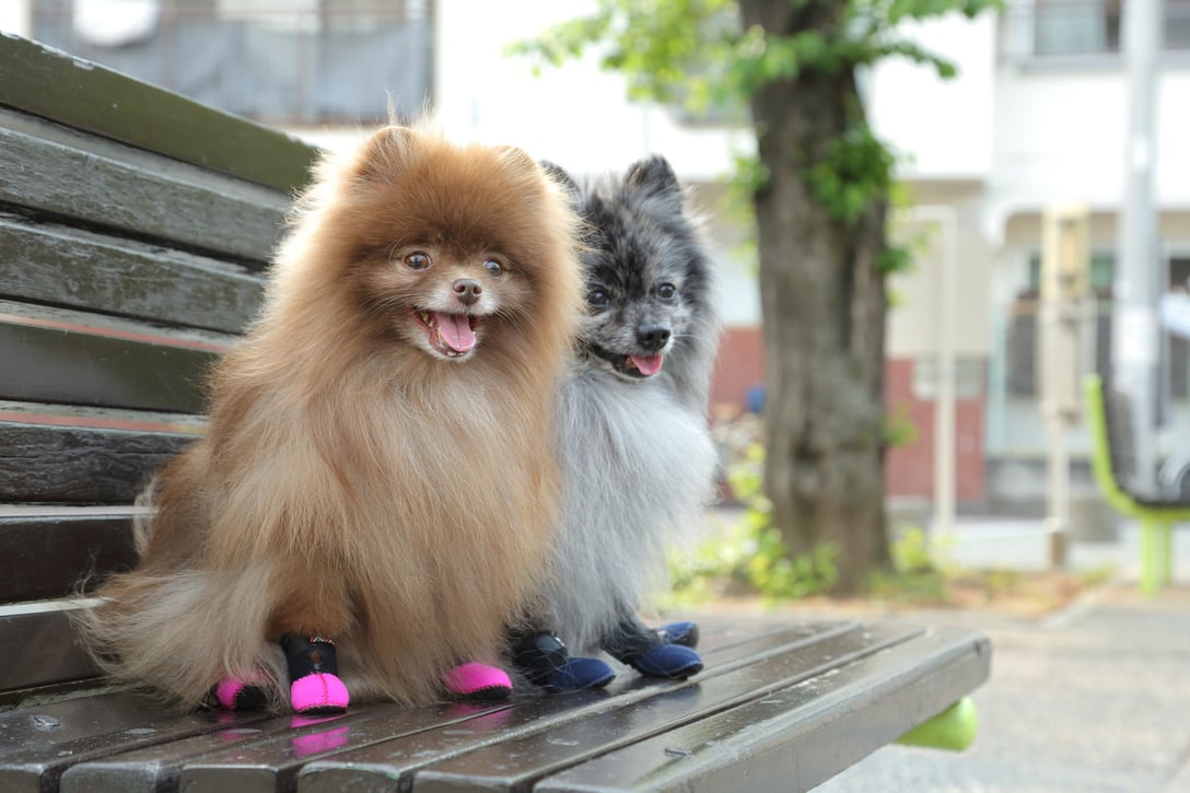 小型犬向けの人気商品「ふかふかフィットドッグブーツ(Fuka Fuka Fit Dog Boots)」 Image by docdog