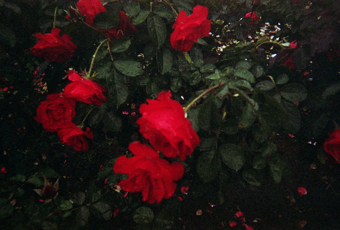 Image by ©Miyu TAKAKI