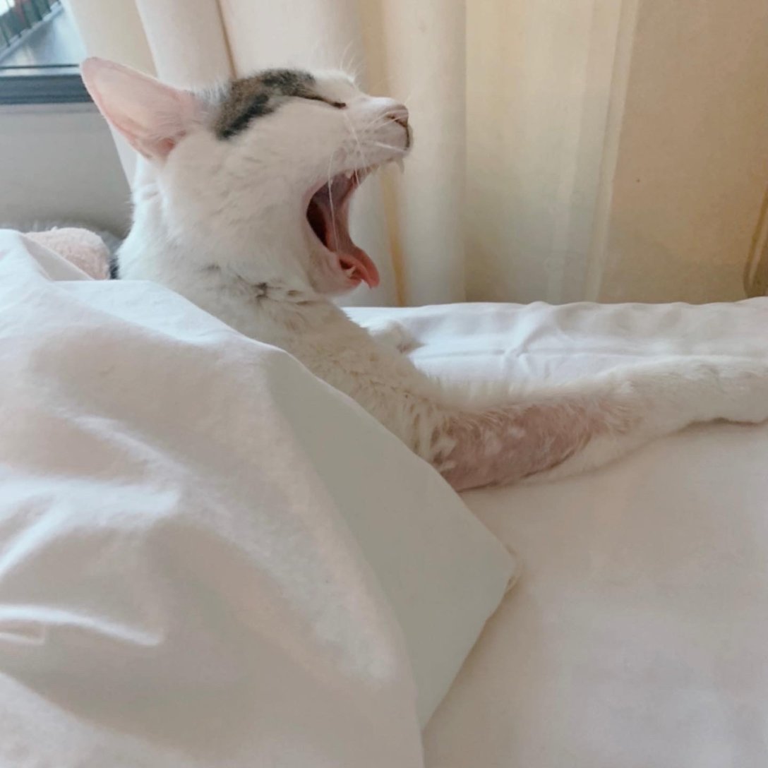 あくびするメス猫
