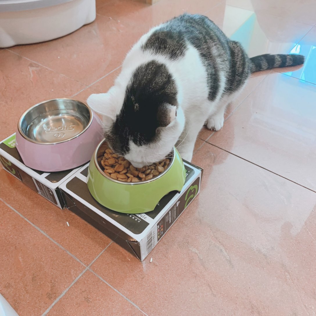 ご飯を食べるメス猫