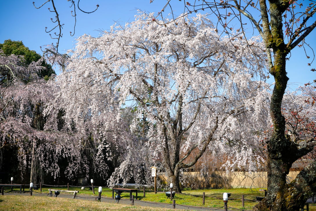 カルティエが2004年に植樹した醍醐寺の枝垂れ桜
