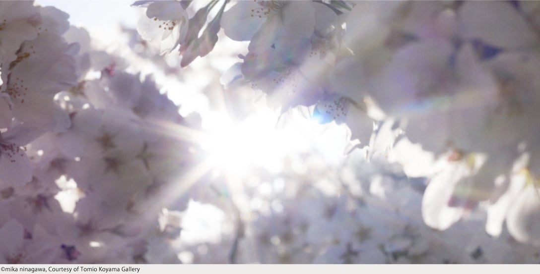 ©mika ninagawa, Courtesy of Tomio Koyama Gallery