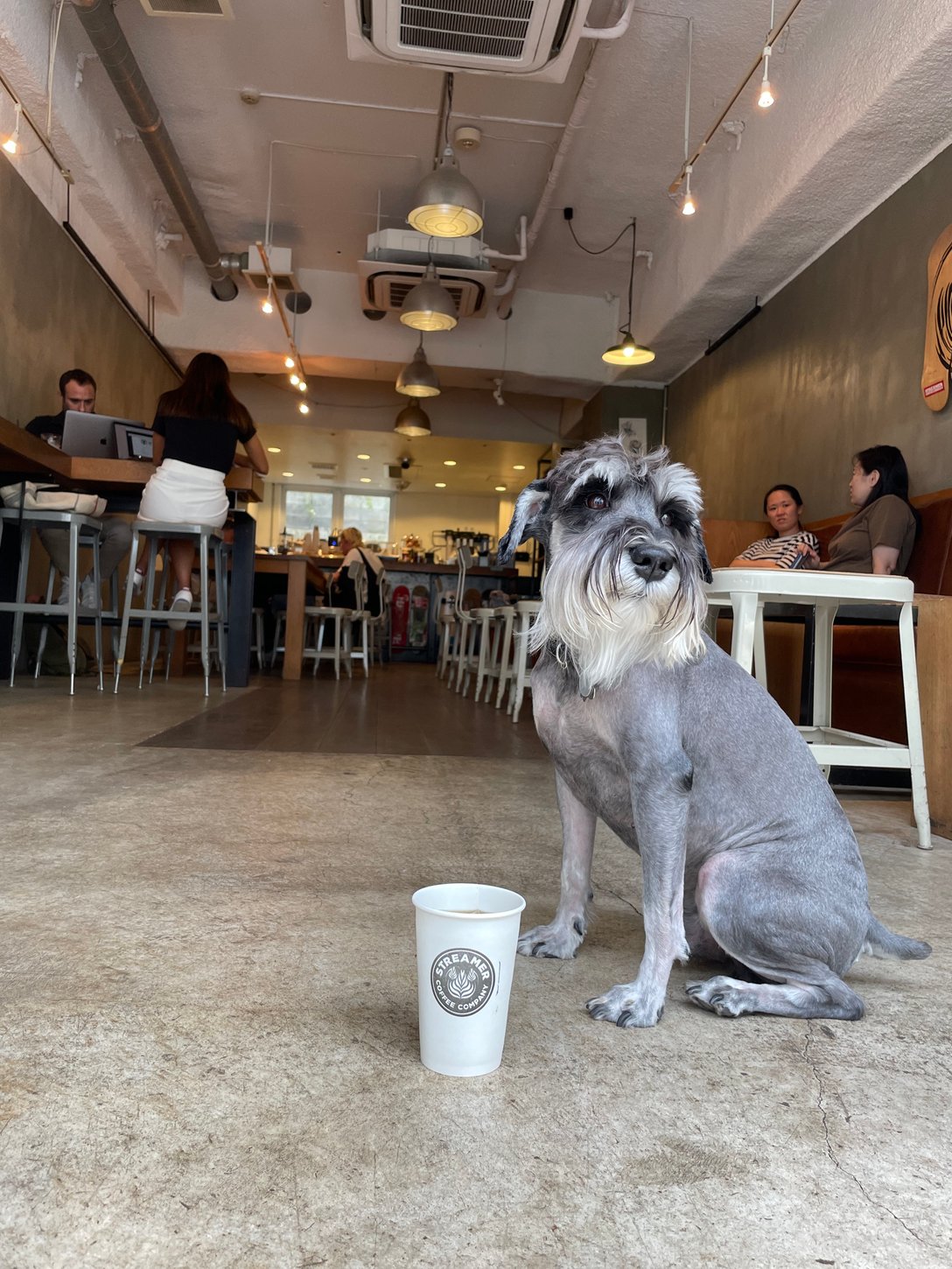 渋谷のカフェ「ストリーマーコーヒーカンパニー」の内観と犬