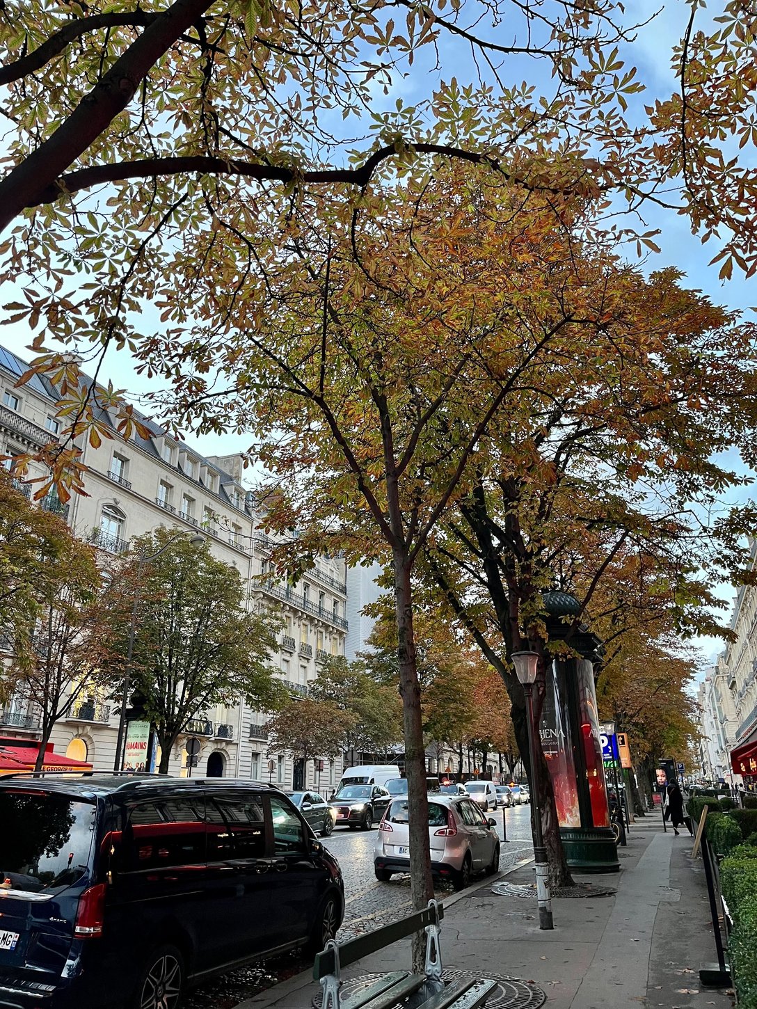 色づくマロニエの街路樹