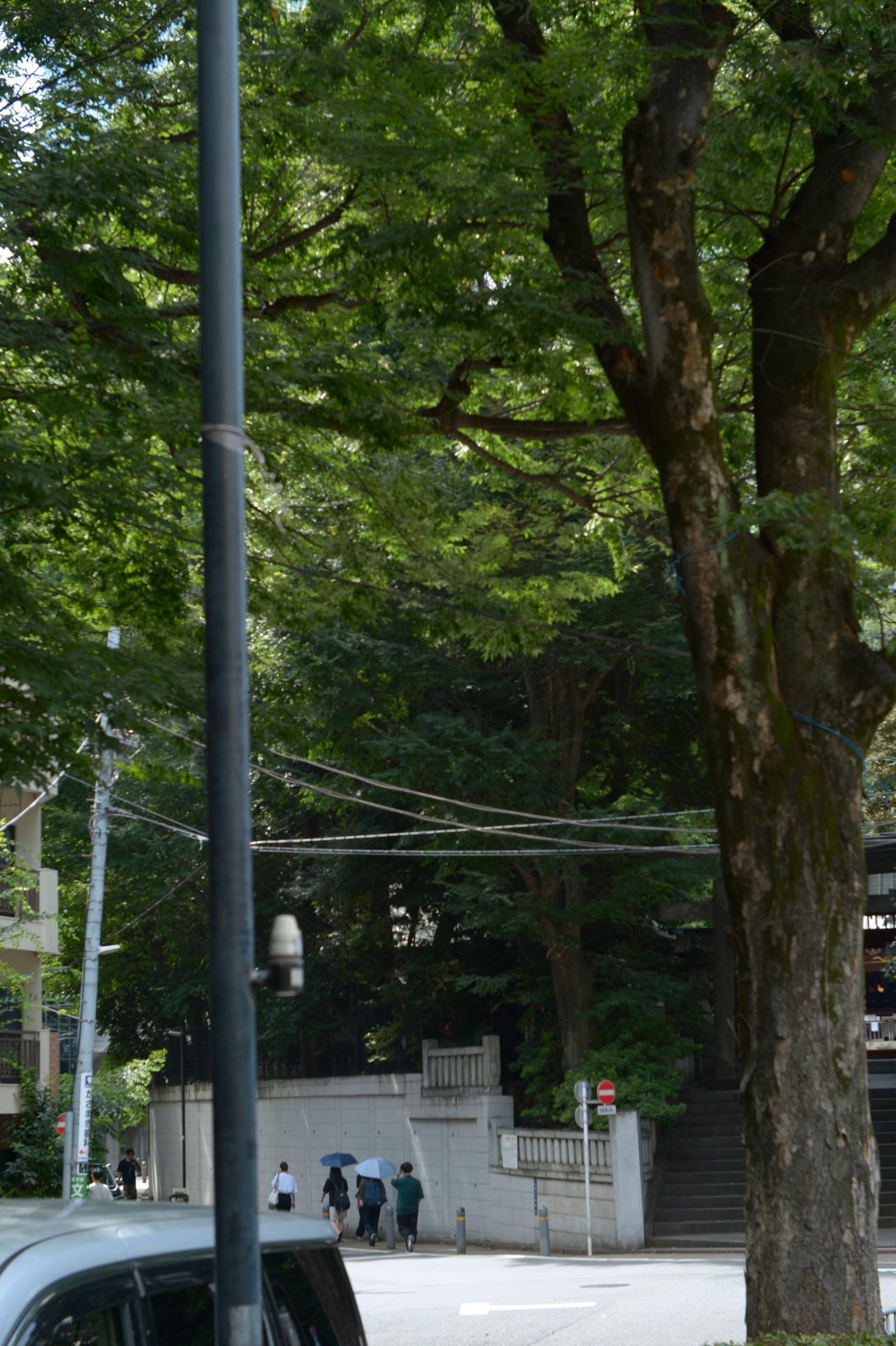 電柱と木、神社の入口