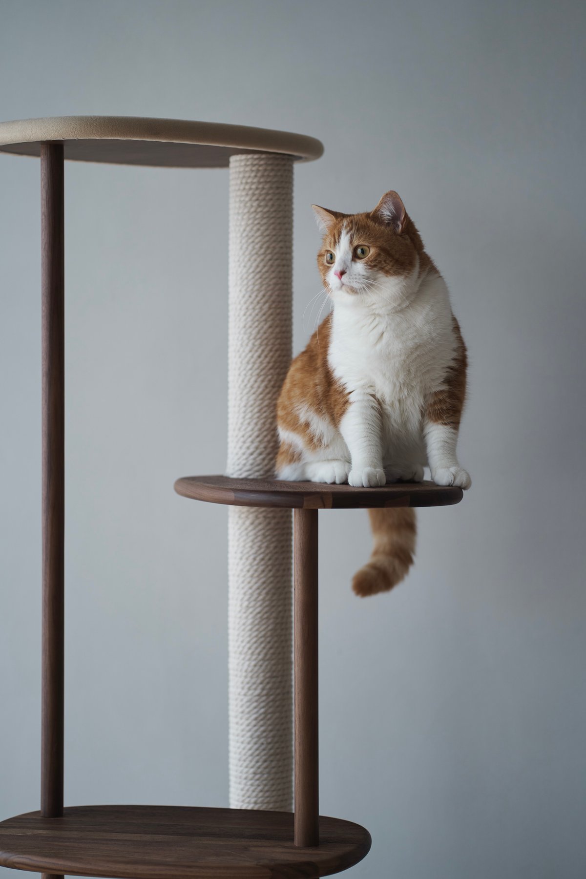 カリモク家具の猫用ブランド「KARIMOKU CAT」に新作、ウォールナット