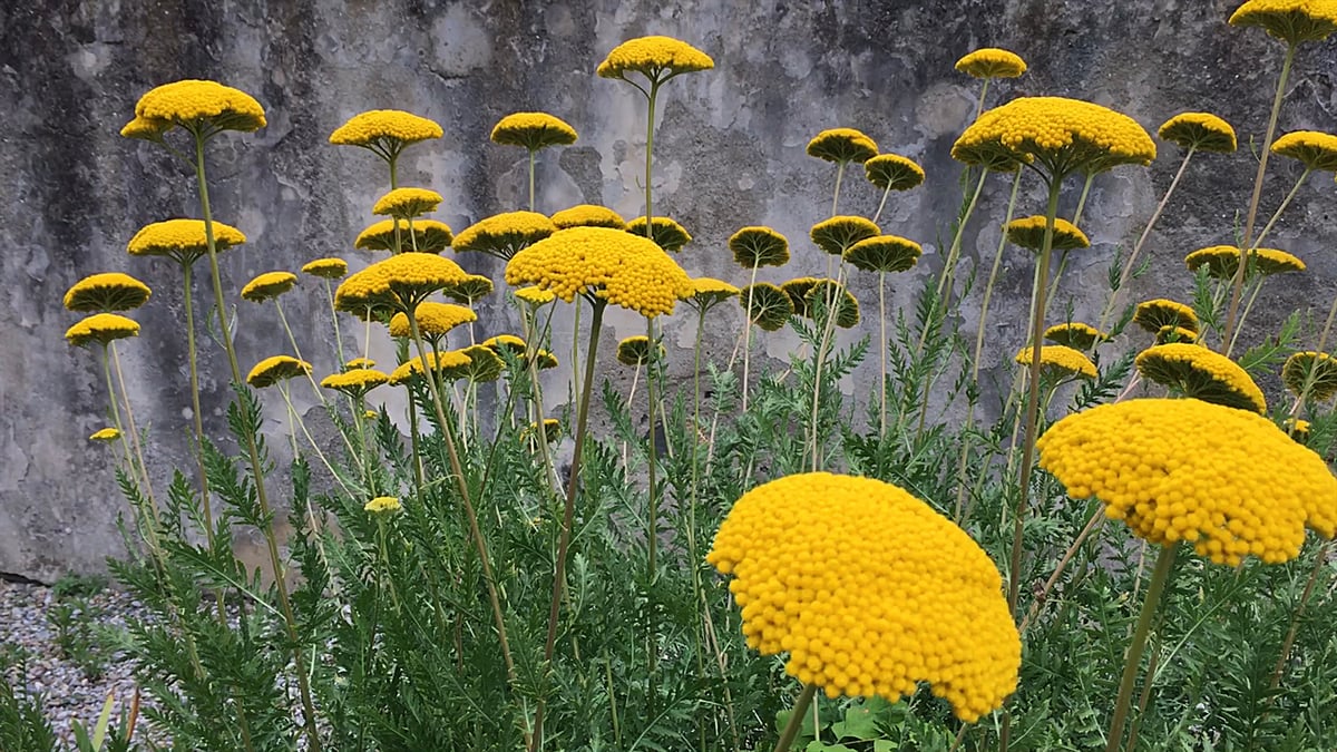 花の写真