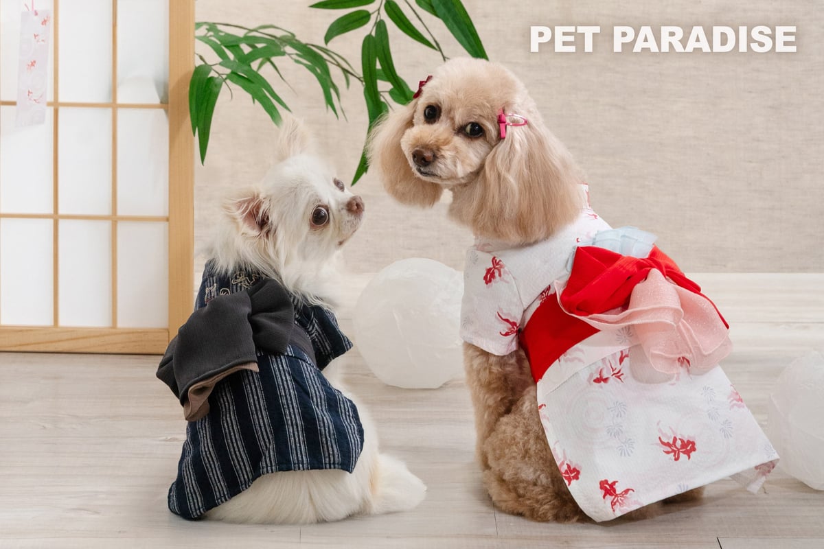 犬の着用画像