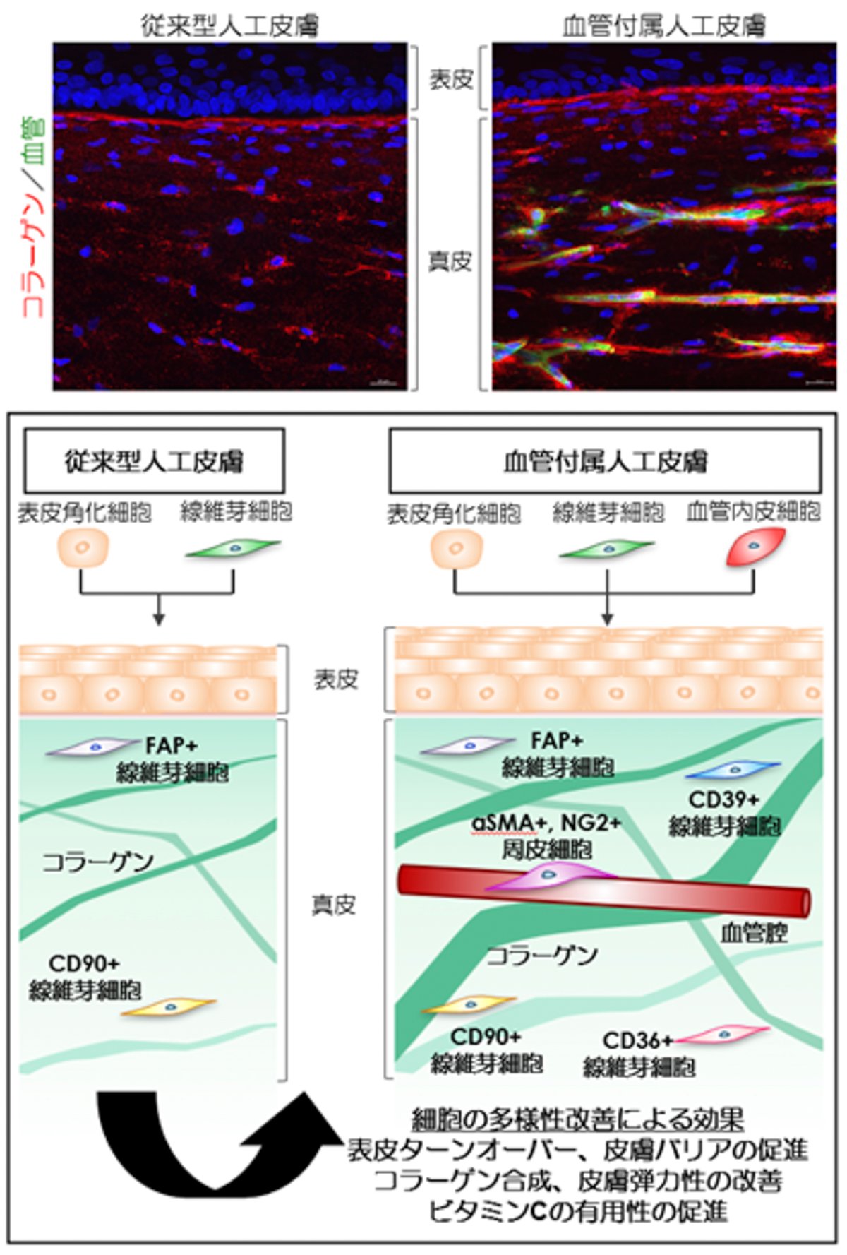 ロート製薬 次世代の血管付属人工皮膚モデルの構築成功の画像
