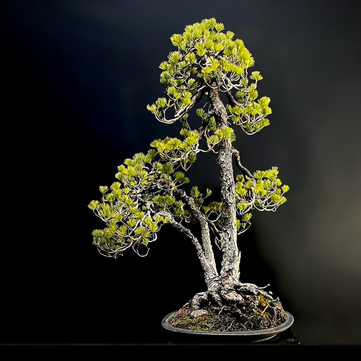 ヴィジュアル画像