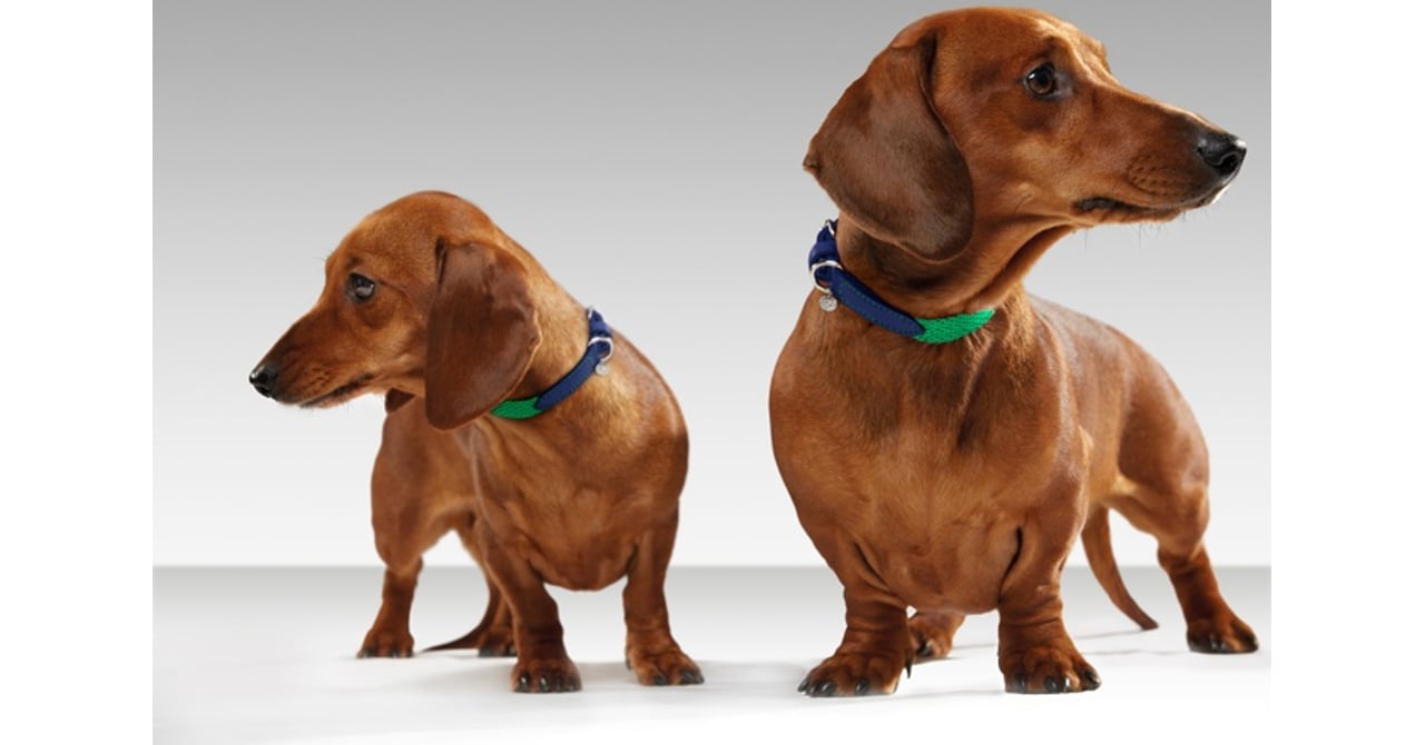 malberry_dog_20141114_001.jpg