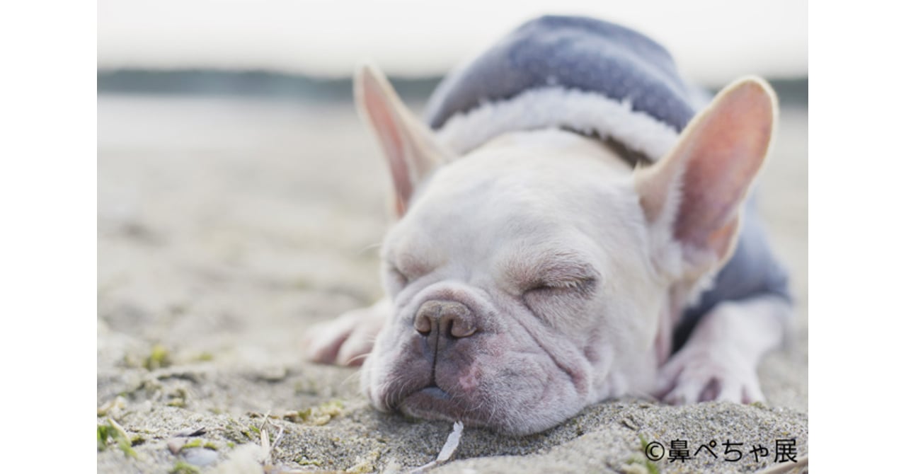 ハンドメイド パグ(?) フレンチブルドッグ(?) 鼻ペチャ犬 陶器製プレート 鼻ぺちゃ展 2025 Hana Pecha Exhibition 2025 - ＼本日から開催／ 見て