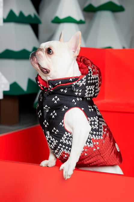 MONCLER X POLDO DOG  モンクレール犬用ダウン気になっている飼い主さん是非