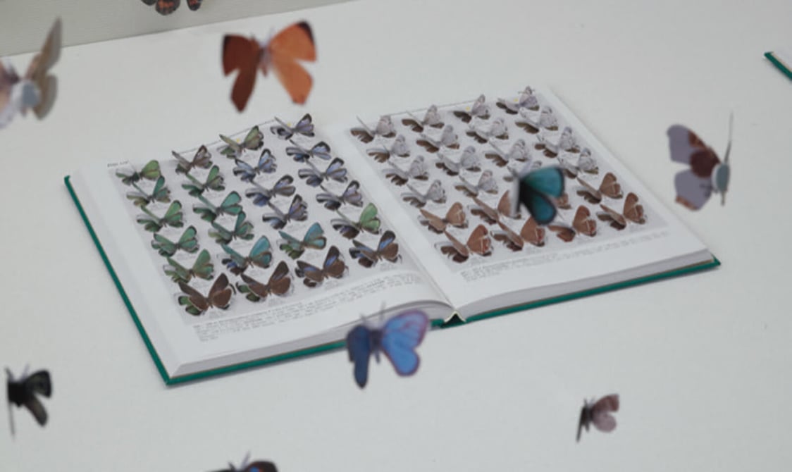 図鑑から解き放たれた時空の蝶 現代美術作家 渡辺英司の個展