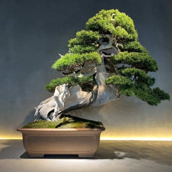 BARNEYS NEW YORK 木製シューツリー BARNEYS NEW YORK 木製シューツリー 40 靴