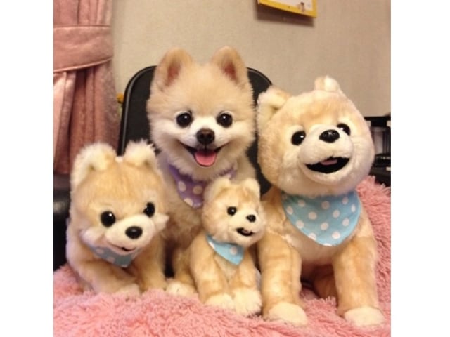 かわいすぎるポメラニアンの 俊介 くん ペット オブ ザ イヤー13を受賞
