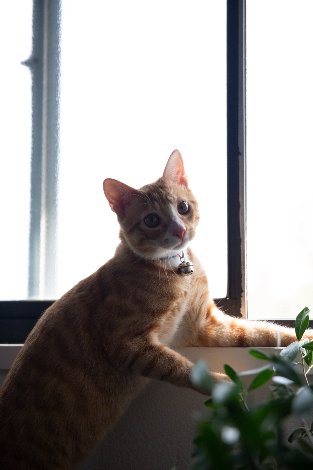 「ハルノブムラタ」デザイナー村田晴信の愛猫
