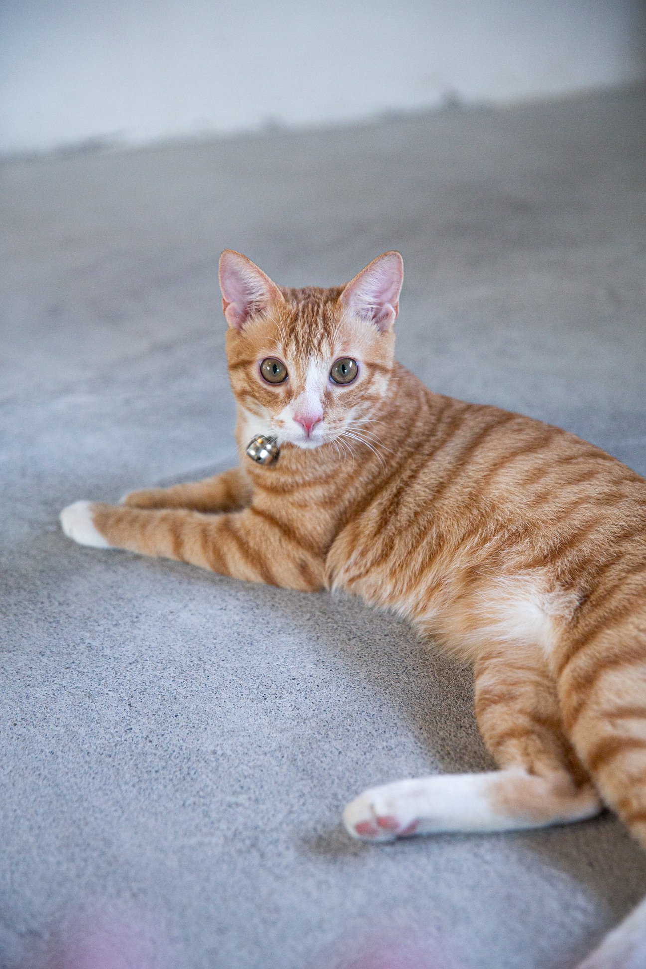 「ハルノブムラタ」デザイナー村田晴信の愛猫