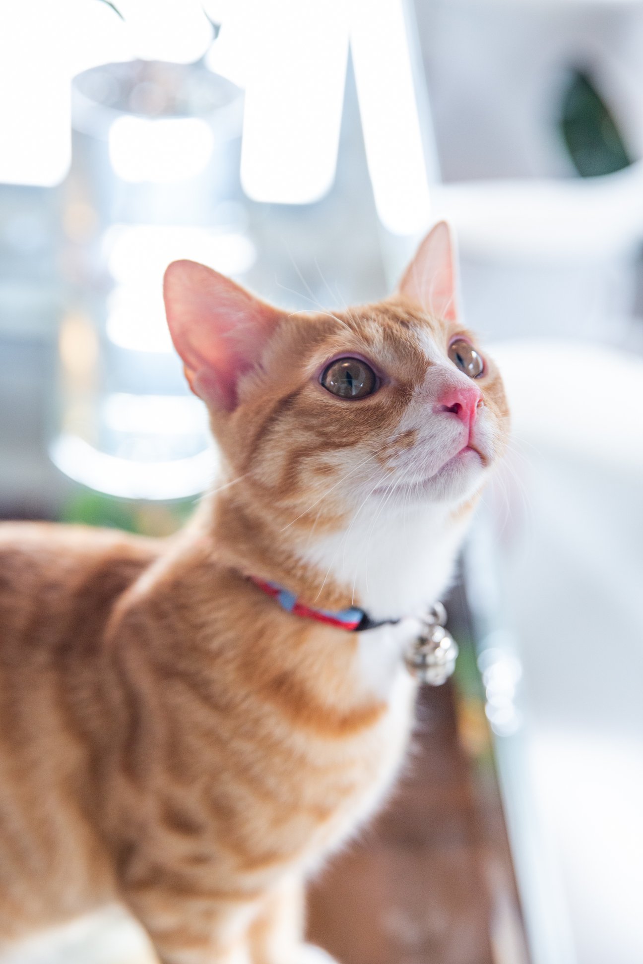 「ハルノブムラタ」デザイナー村田晴信の愛猫