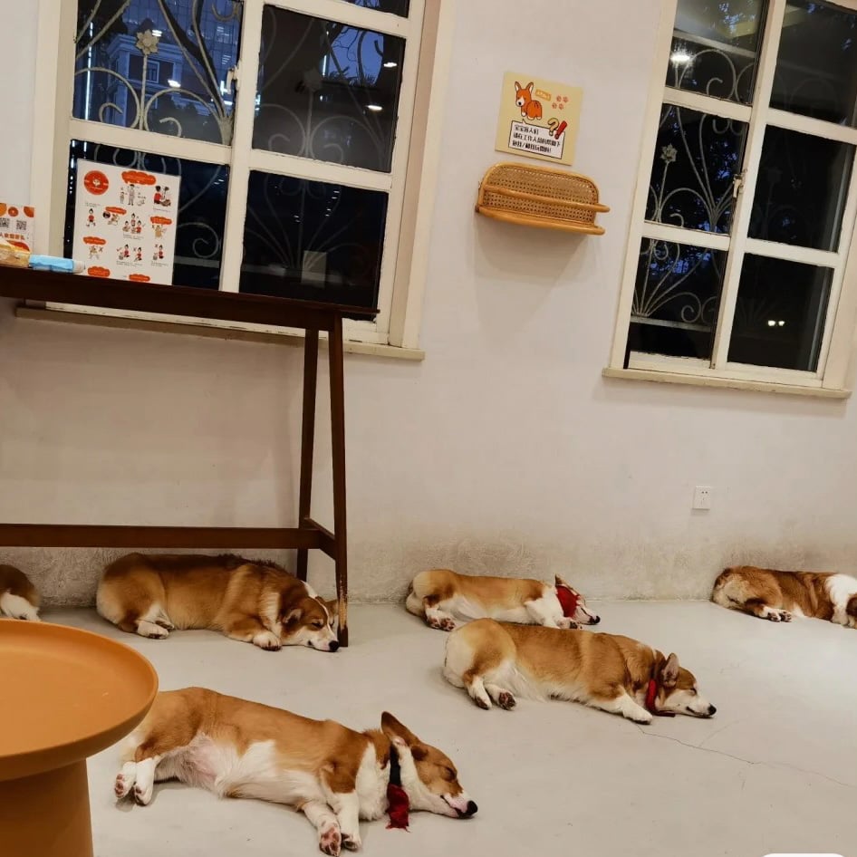 ドッグカフェ