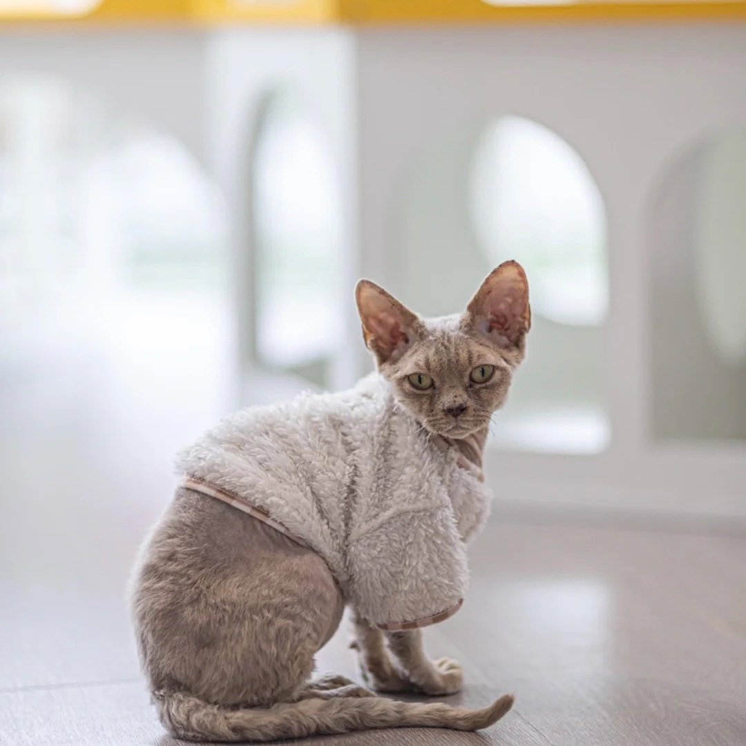 猫カフェ