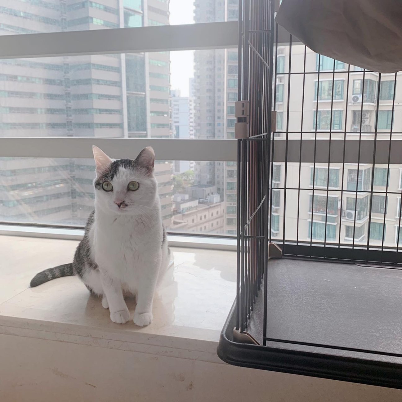 メス猫