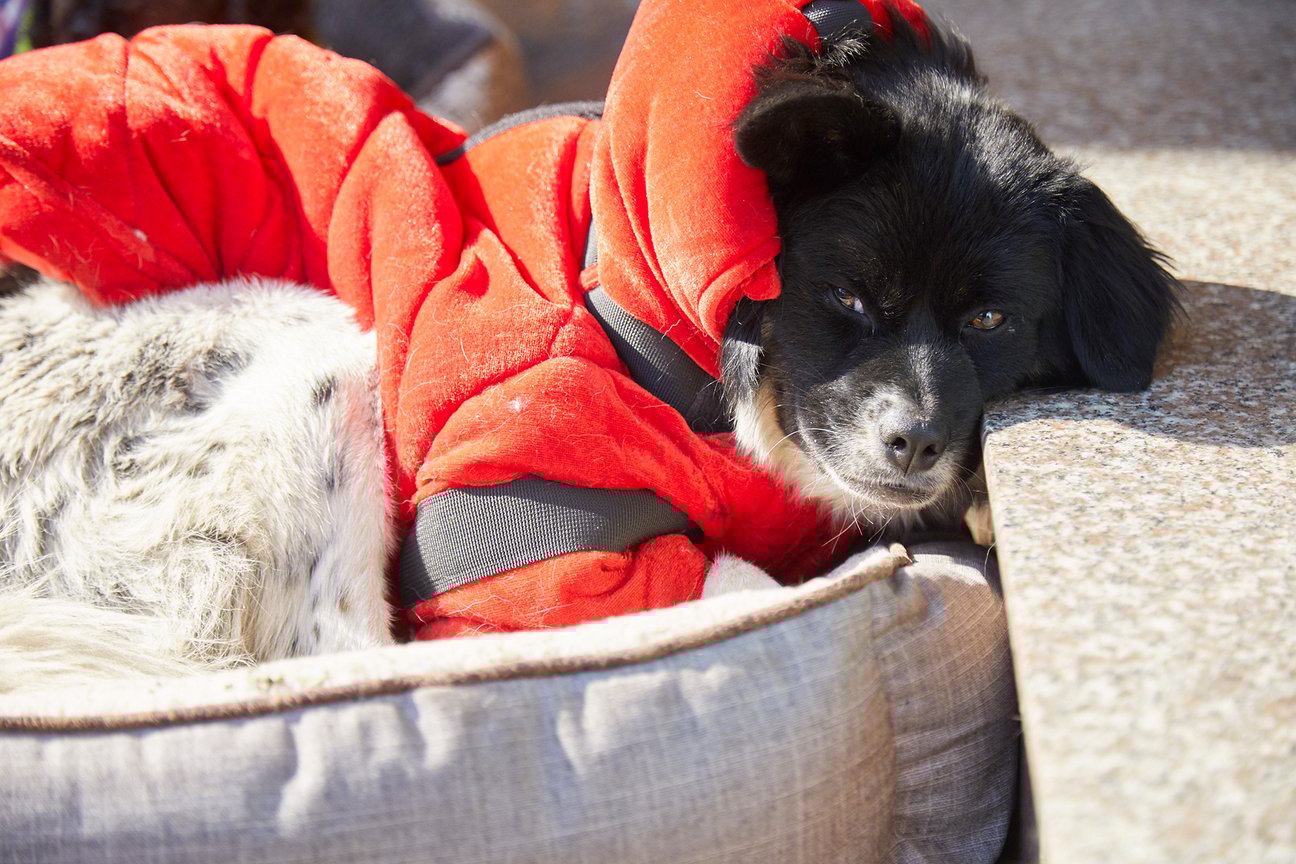 シェルターの犬