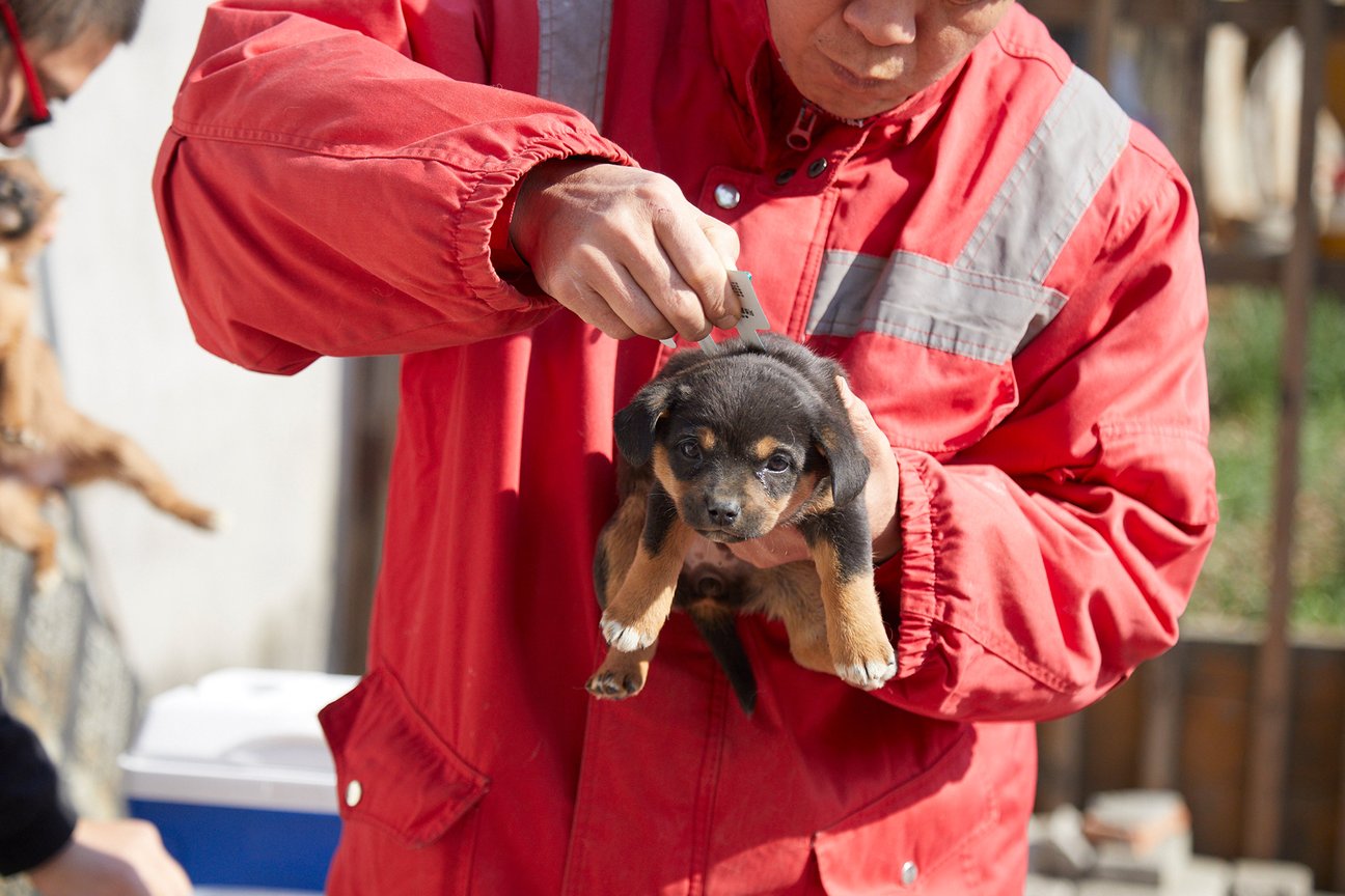 シェルターの犬