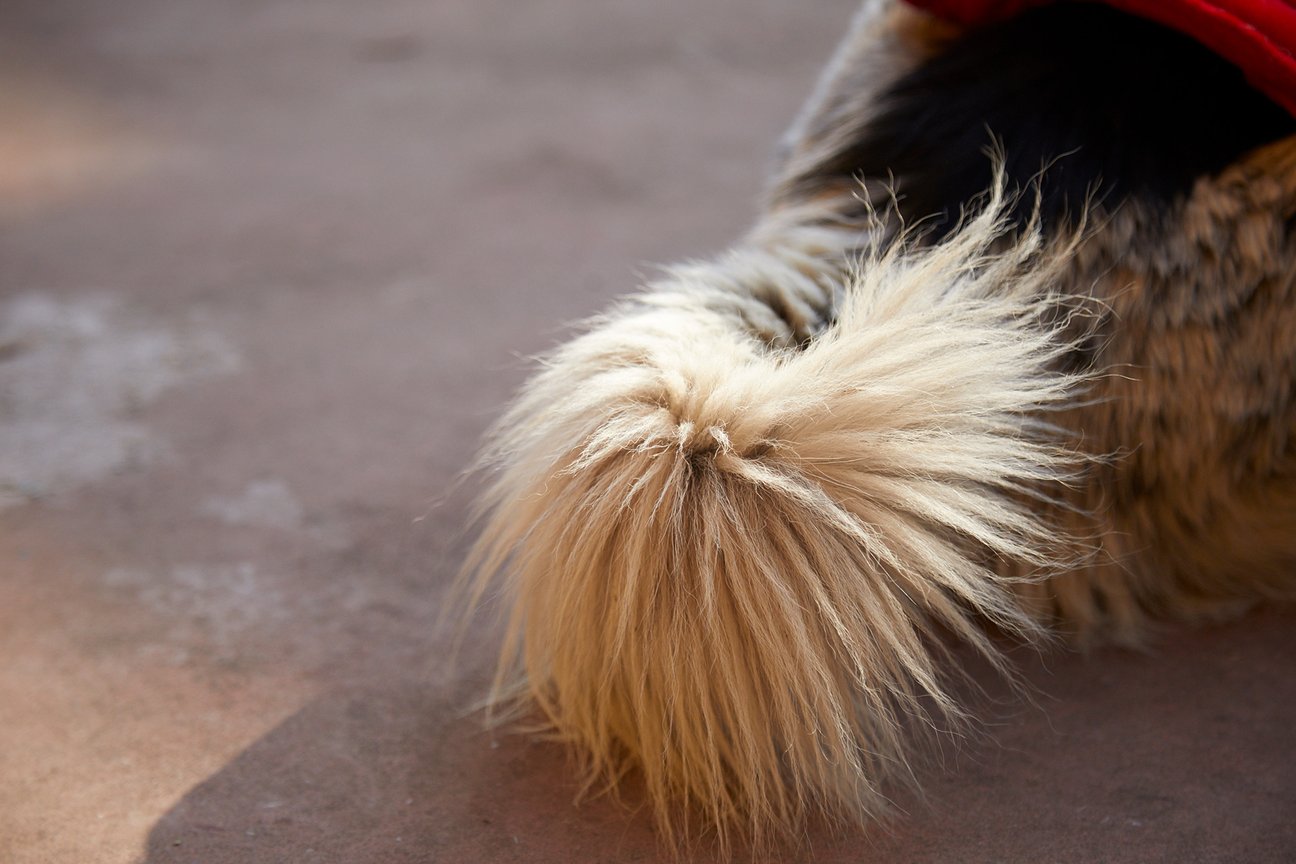 シェルターにいる犬のしっぽ