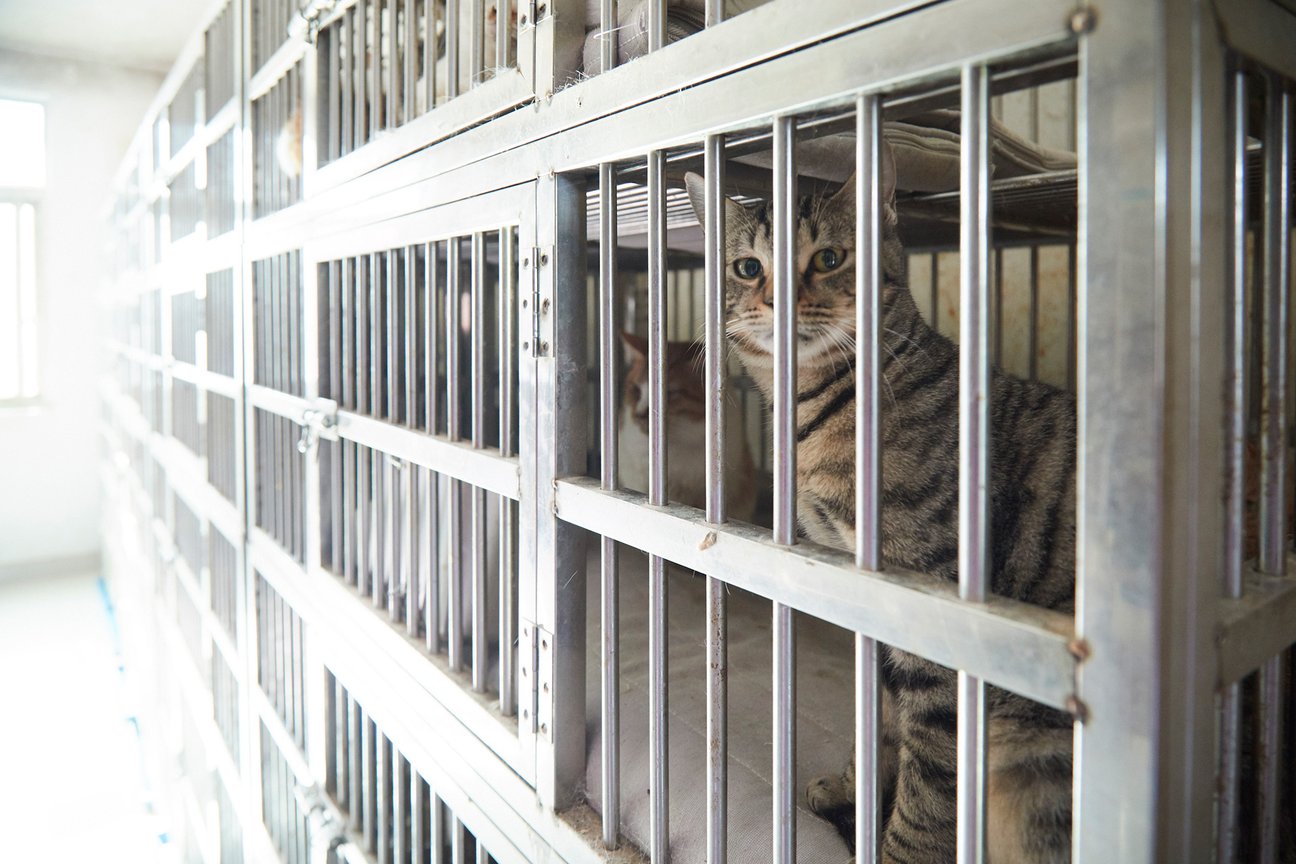 シェルターの猫