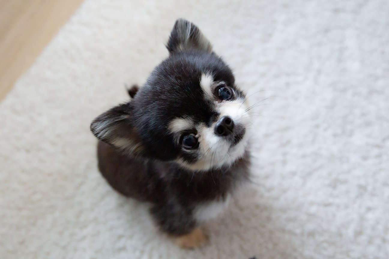 愛犬のcoji