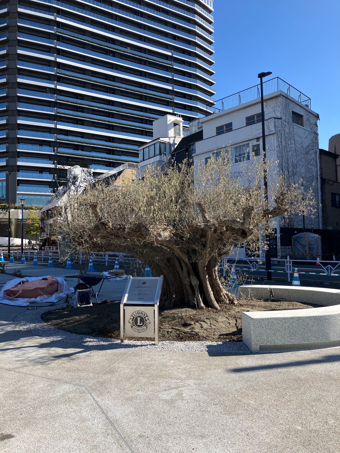 オリーブの木