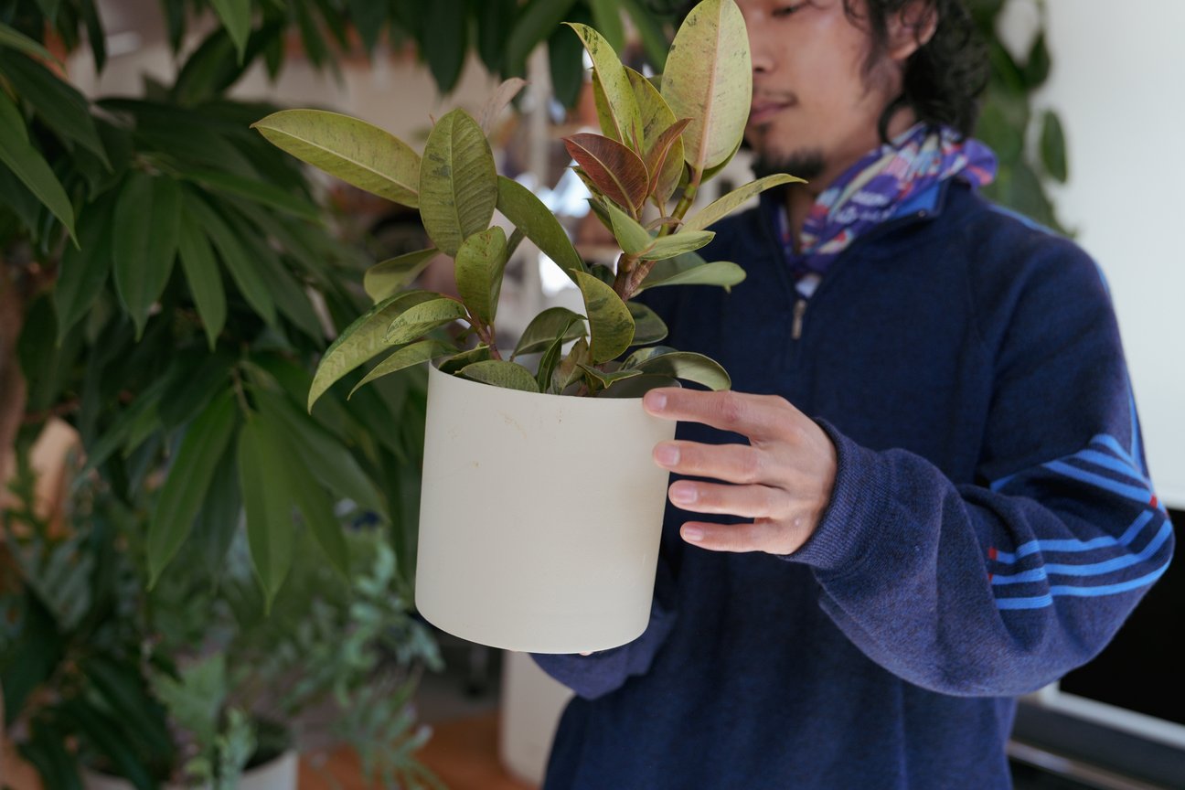 観葉植物