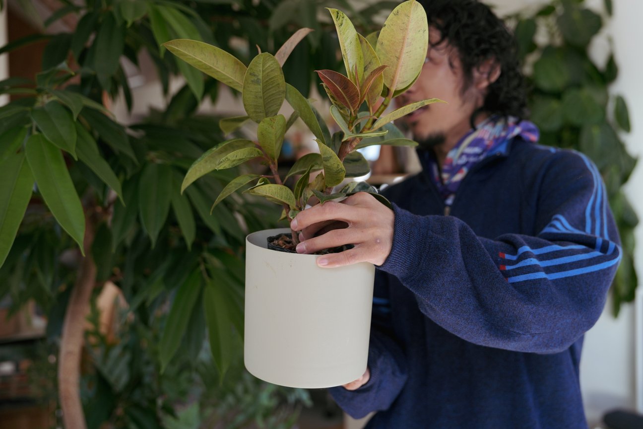 観葉植物