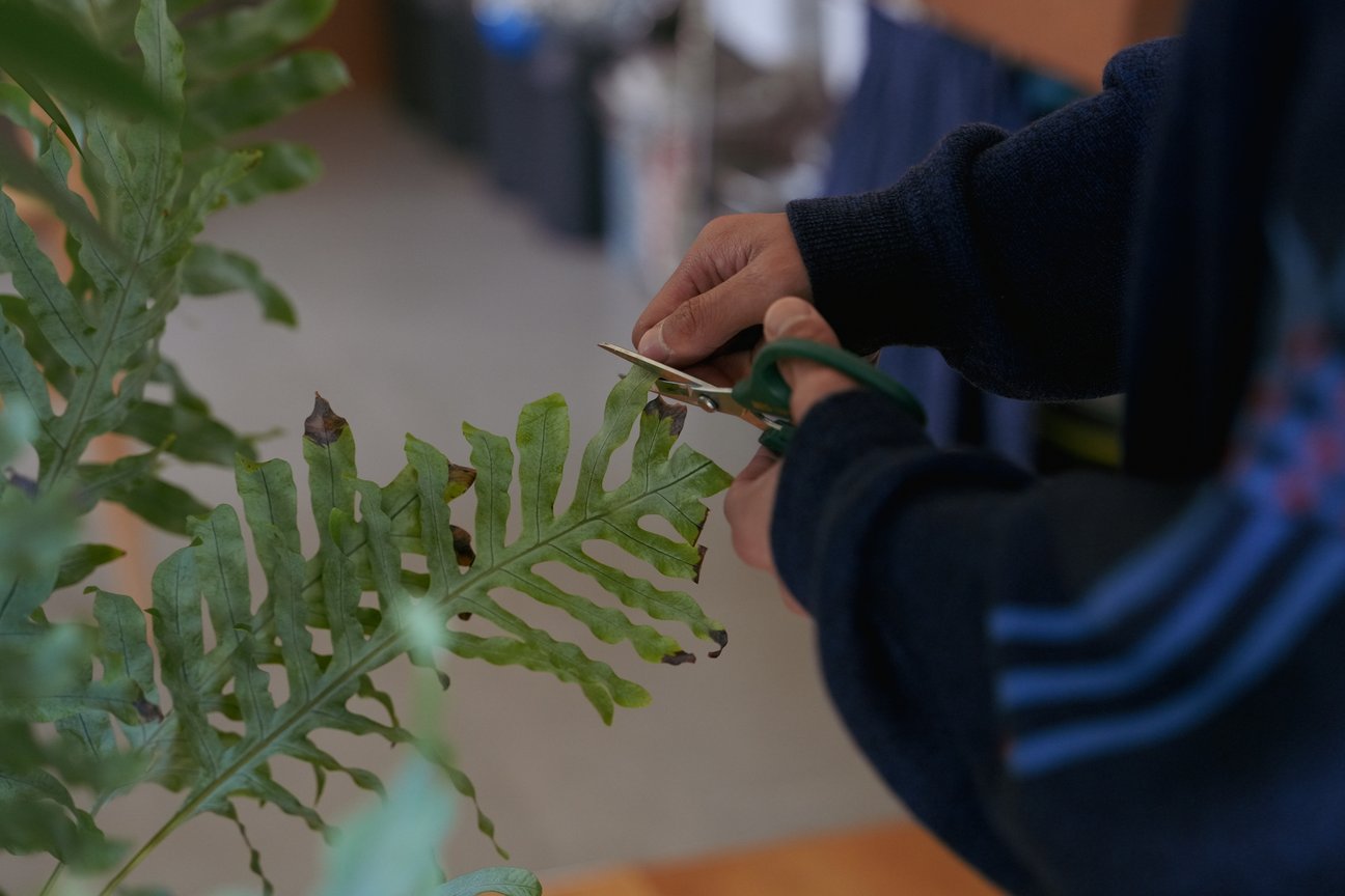 観葉植物の葉っぱを切っている様子