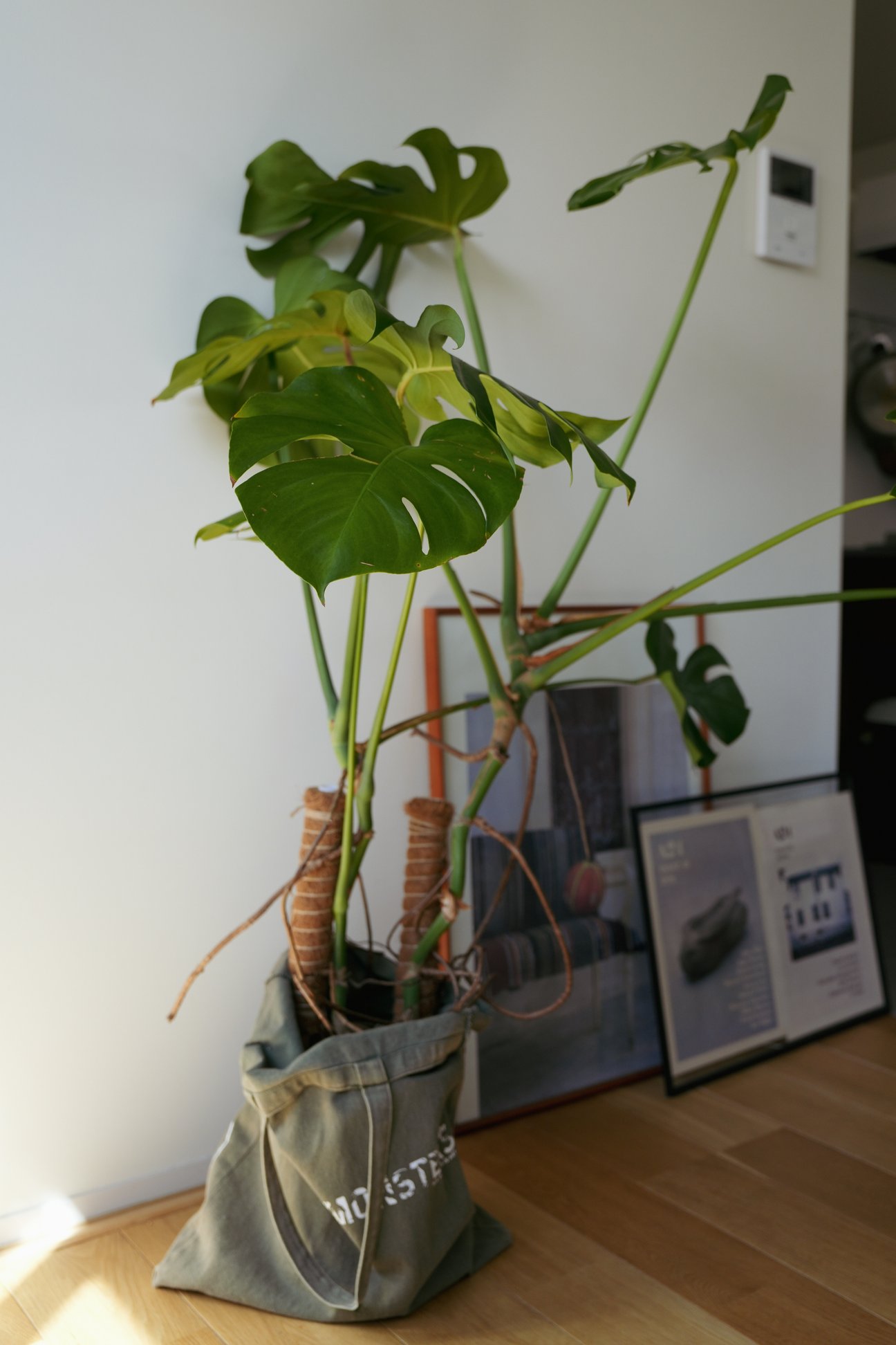 観葉植物