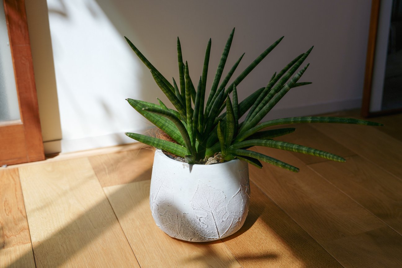 観葉植物