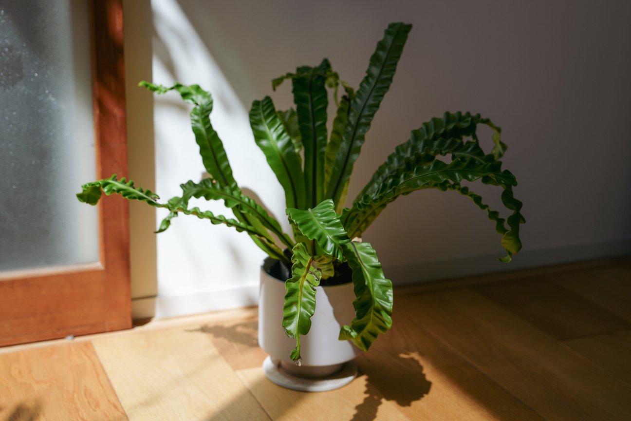 観葉植物