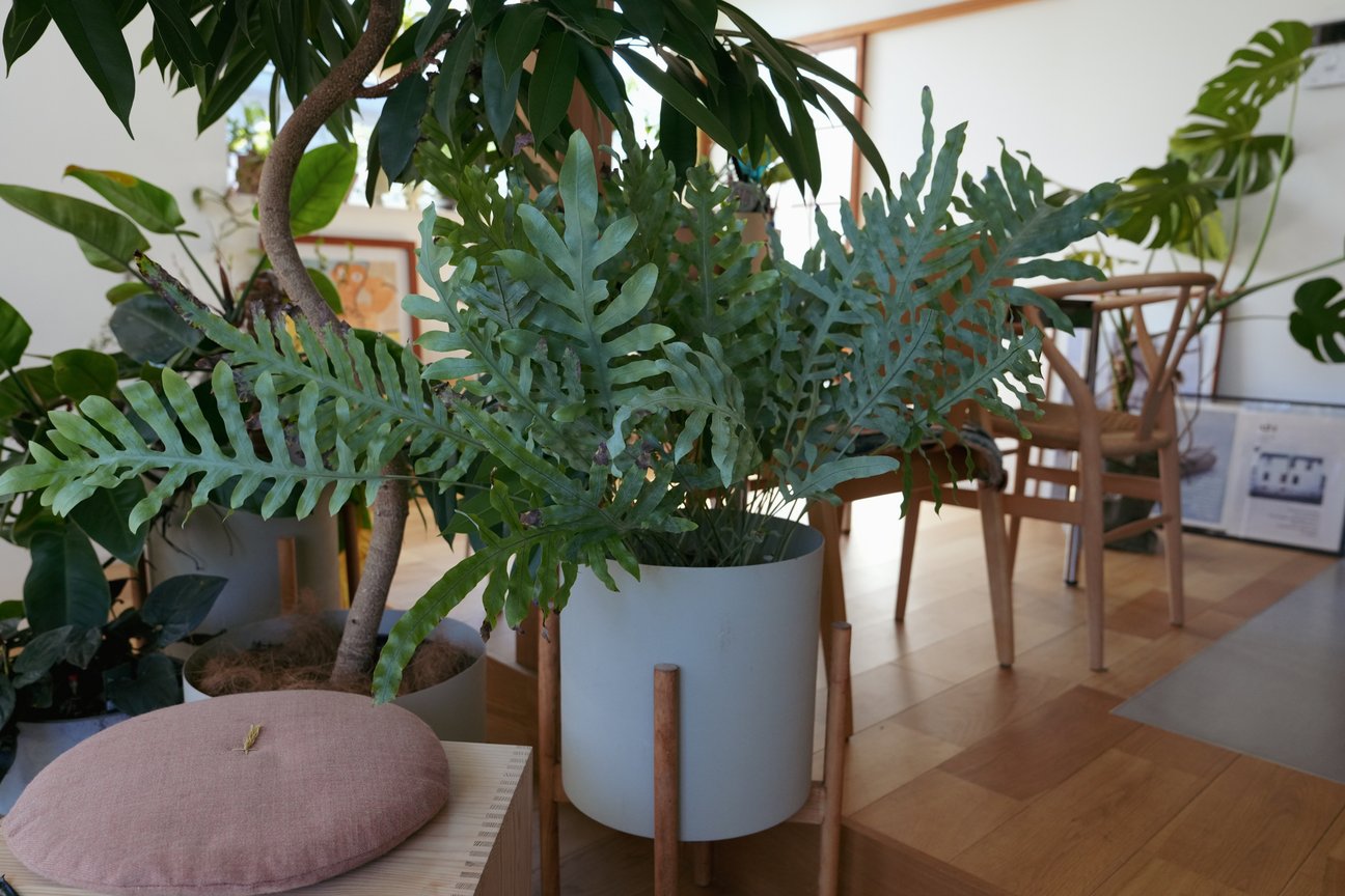 観葉植物