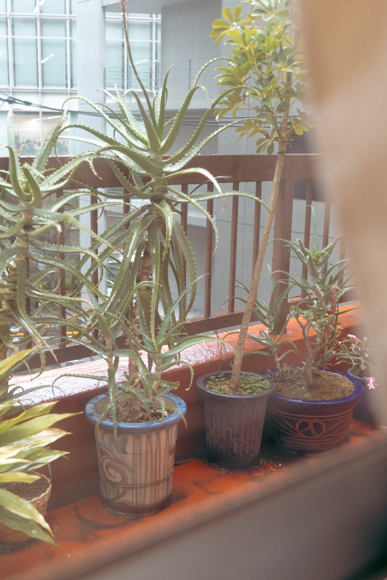 ベランダの鉢植え