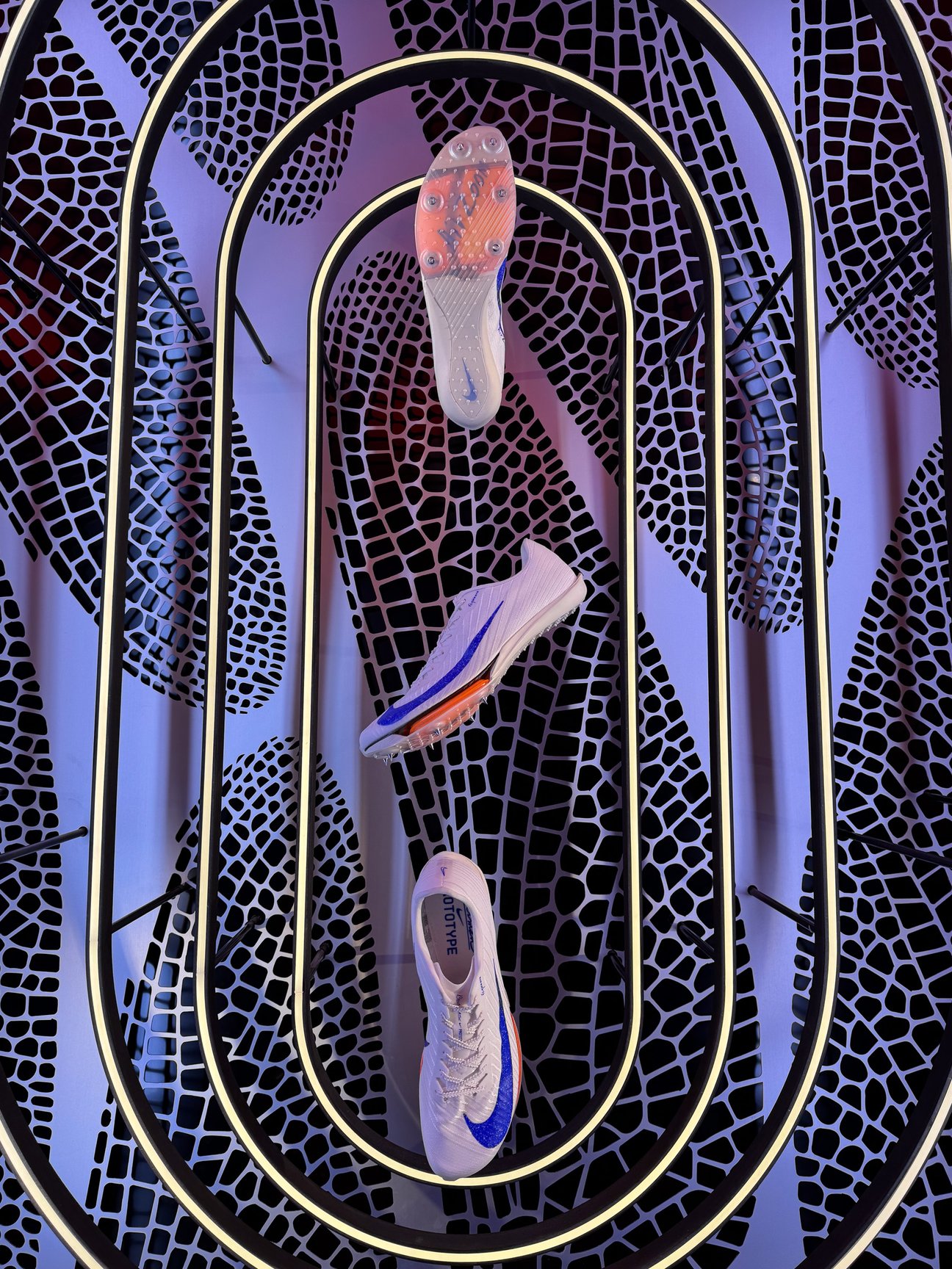 展示の様子