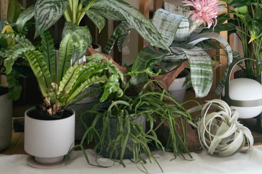 観葉植物