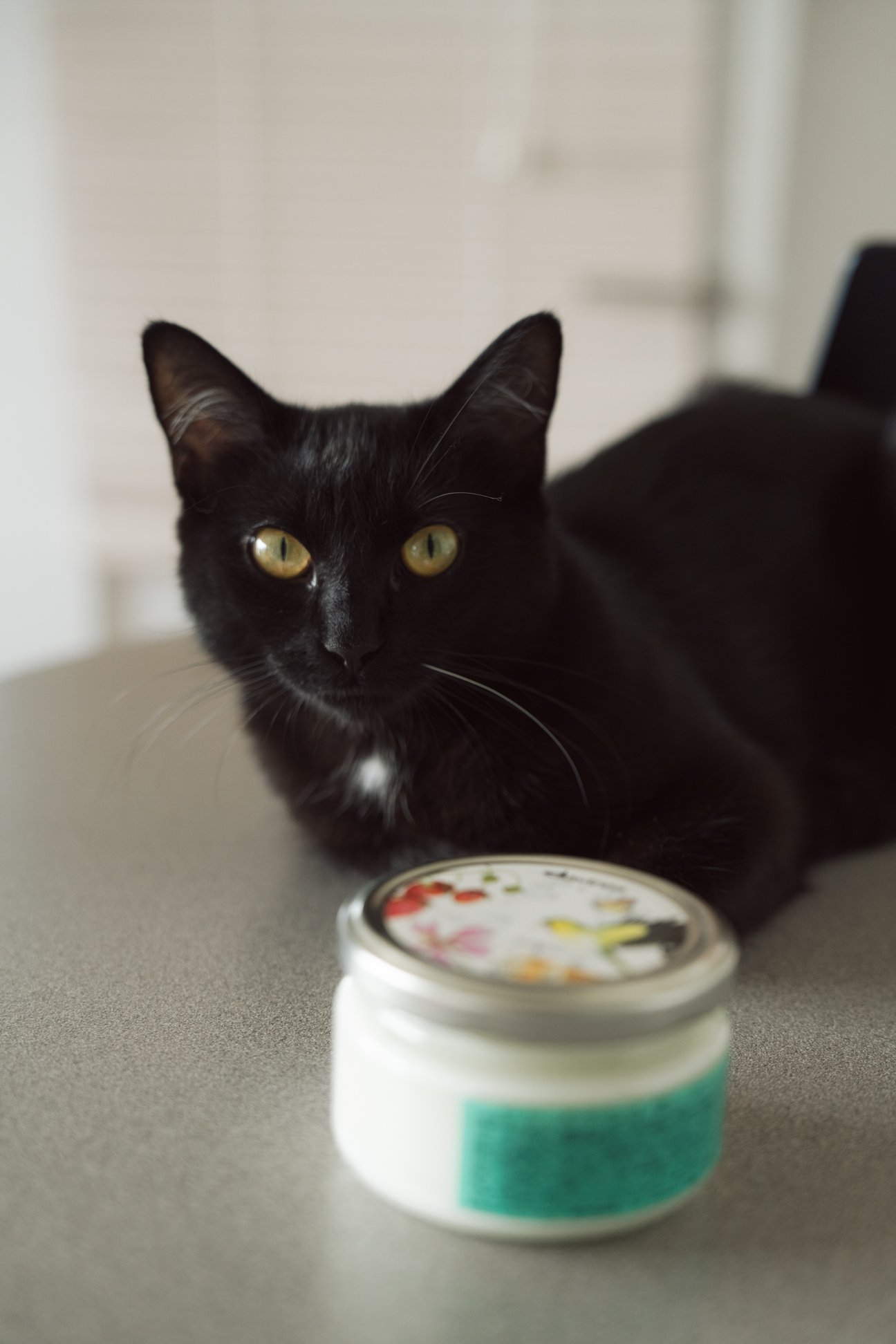 猫のスナップ写真