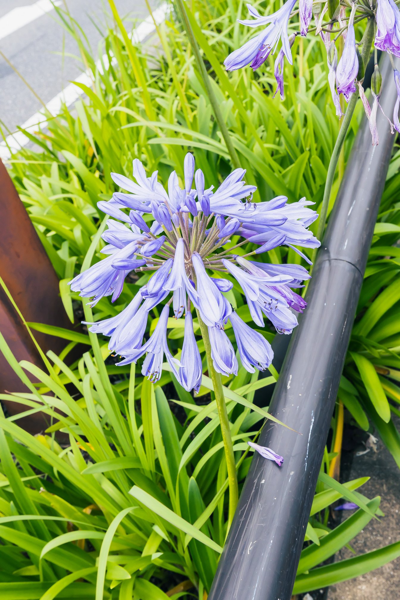 アガパンサスの花