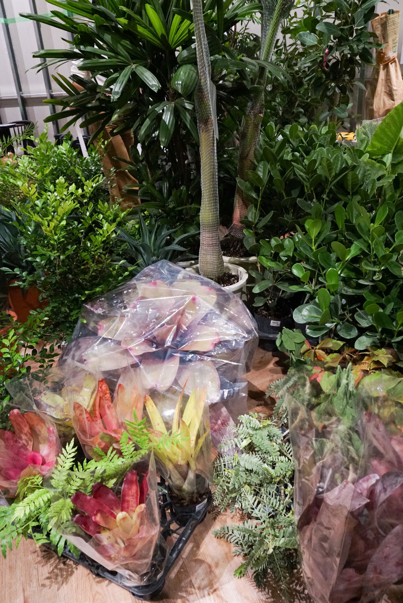 観葉植物