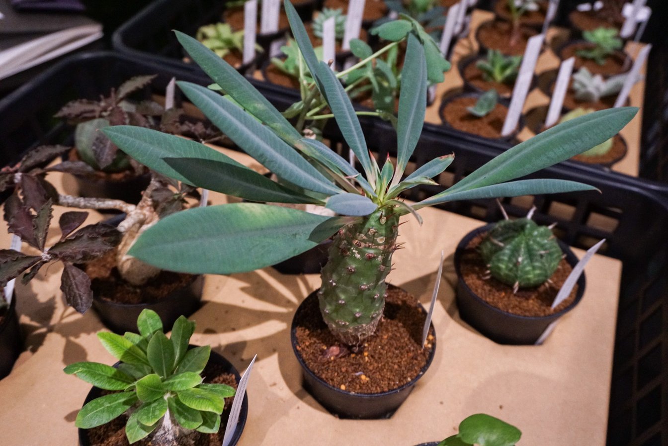 観葉植物