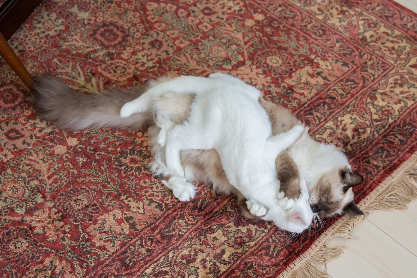 カネコアヤノ　猫