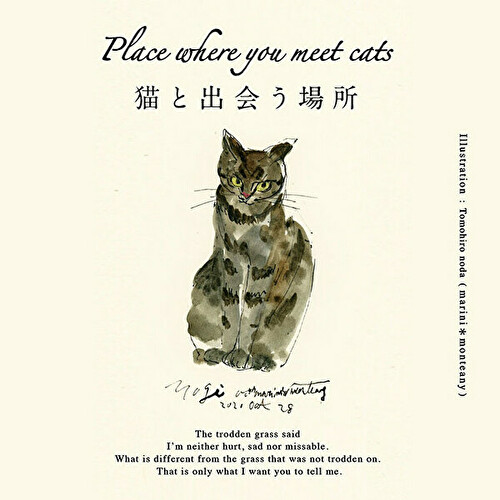 猫と出会う場所
