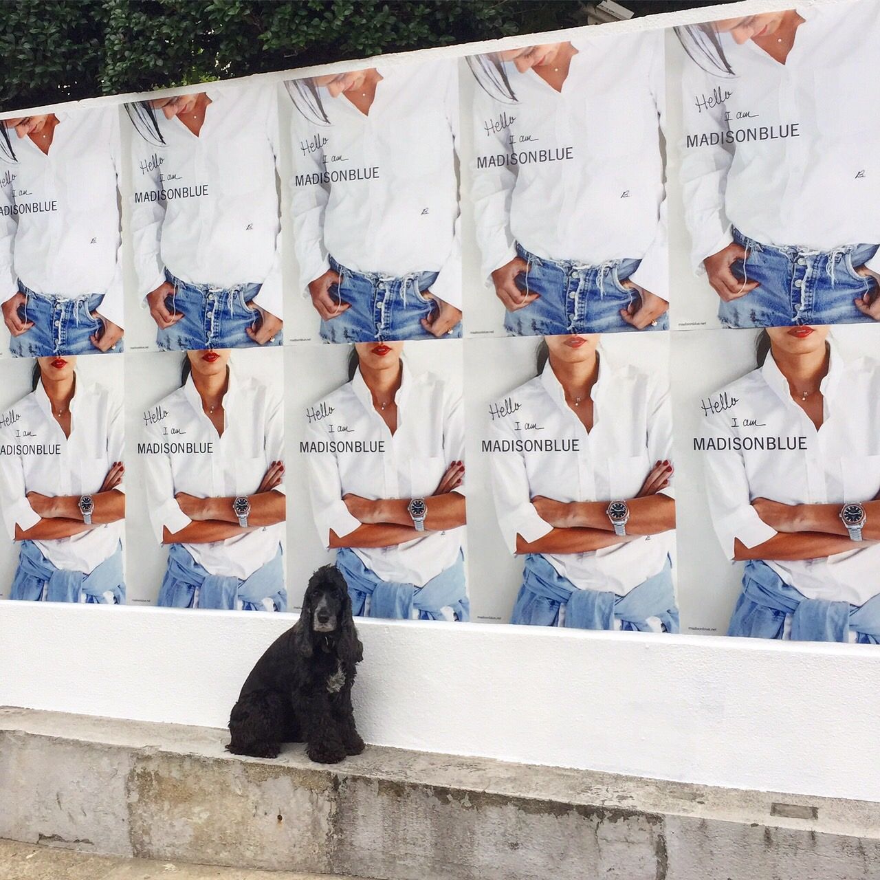 マディソンブルー インタビュー