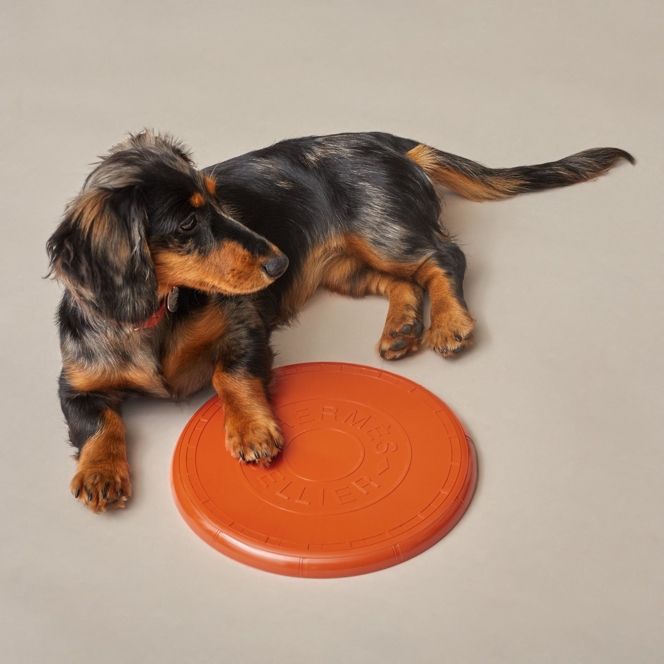 犬用フリスビー「ウフ」(Φ23cm)3万3000円